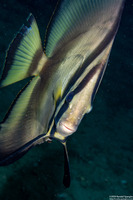 Platax pinnatus (Pinnate Spadefish)