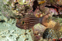 Cheilodipterus macrodon (Tiger Cardinalfish)
