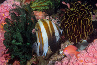 Coradion melanopus (Two-Eyed Coralfish)