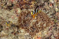 Heteractis malu (Delicate Sea Anemone)