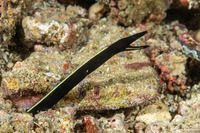 Rhinomuraena quaesita (Ribbon Eel)