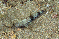 Saurida gracilis (Slender Lizardfish)
