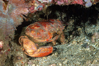 Etisus dentatus (Many-Toothed Spooner Crab)