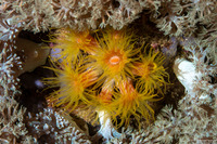 Tubastraea coccinea (Orange Cup Coral)