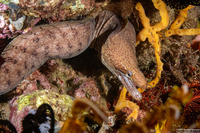 Gymnothorax zonipectis (Barred-Fin Moray)