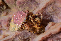 Pagurus sp.2 (Orange-Banded Hermit Crab)