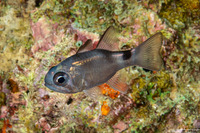Nectamia bandanensis (Banda Cardinalfish)