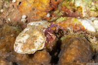 Pylopaguropsis fimbriata (Tasseled Hermit Crab)