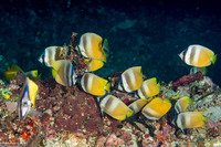 Chaetodon kleinii (Blacklip Butterflyfish)