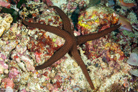 Nardoa galatheae (Brown Mesh Sea Star)