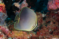 Chaetodon baronessa (Eastern Triangular Butterflyfish)