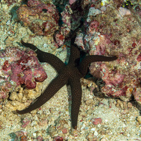 Nardoa galatheae (Brown Mesh Sea Star)