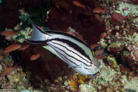Genicanthus lamarck (Blackstriped Angelfish)