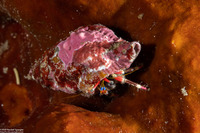 Calcinus lineapropodus (Striped Leg Hermit Crab)