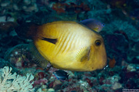 Cantherhines dumerilii (Barred Filefish)