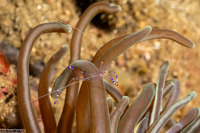 Ancylomenes sarasvati (Sarasvati Anemone Shrimp)