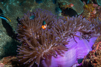 Heteractis magnifica (Magnificent Sea Anemone)