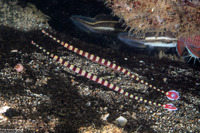 Dunckerocampus dactyliophorus (Ringed Pipefish)