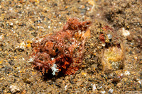 Scorpaenopsis venosa (Raggy Scorpionfish)