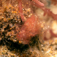 Phycocaris simulans (Hairy Shrimp)