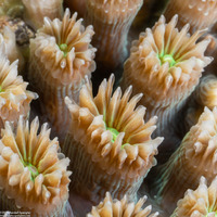 Galaxea fascicularis (Galaxy Coral)