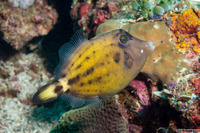 Cantherhines fronticinctus (Spectacled Filefish)