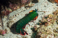 Odontodactylus scyllarus (Peacock Mantis Shrimp)