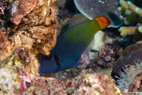 Pervagor janthinosoma (Blackbar Filefish)