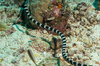Leiuranus semicinctus (Saddled Snake Eel)