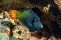 Pervagor janthinosoma (Blackbar Filefish)