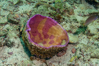 Halomitra pileus (Halomitra Pileus)