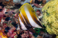 Coradion altivelis (Highfin Coralfish)