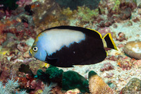 Chaetodontoplus melanosoma (Black Velvet Angelfish)