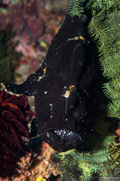 Antennarius maculatus (Warty Frogfish)