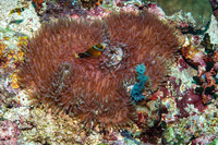 Heteractis malu (Delicate Sea Anemone)