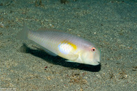 Iniistius melanopus (Finspot Razorfish)