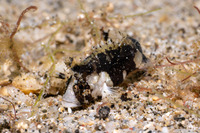 Paracentropogon zonatus (Bandtail Waspfish)