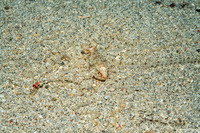 Abdopus sp.1 (White-V Octopus)