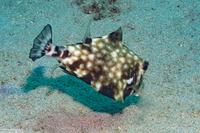 Tetrosomus gibbosus (Humpback Turretfish)