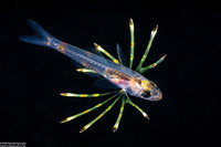 Pterois sp. (Larval Lionfish)