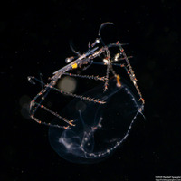Family Scyllaridae (Slipper Lobster Phyllosoma)