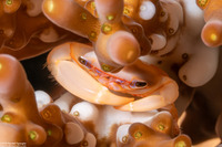 Tetralia cavimana (Coral Guard Crab)