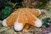 Choriaster granulatus (Granular Sea Star)