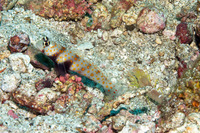 Alpheus sp.1 (White Saddle Snapping Shrimp)