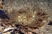 Macrodactyla doreensis (Corkscrew Tentacle Sea Anemone)