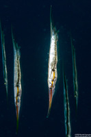 Centriscus scutatus (Rigid Shrimpfish)