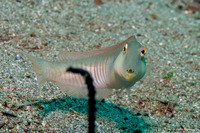 Cymolutes torquatus (Collared Razorfish)