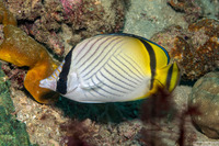 Chaetodon vagabundus (Vagabond Butterflyfish)