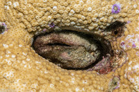 Lamarcka ventricosa (Ventricose Ark Clam)