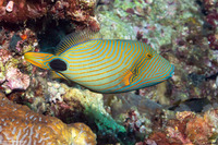 Balistapus undulatus (Orange-Lined Triggerfish)